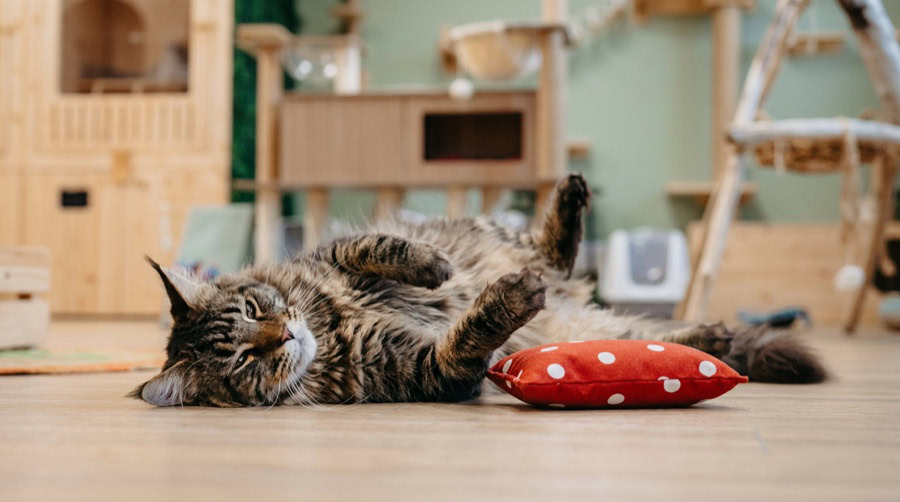 Maine coon qui se roule de plaisir sous l'effet de l'herbe à chat, à côté d'un coussin Herbacha rouge à pois