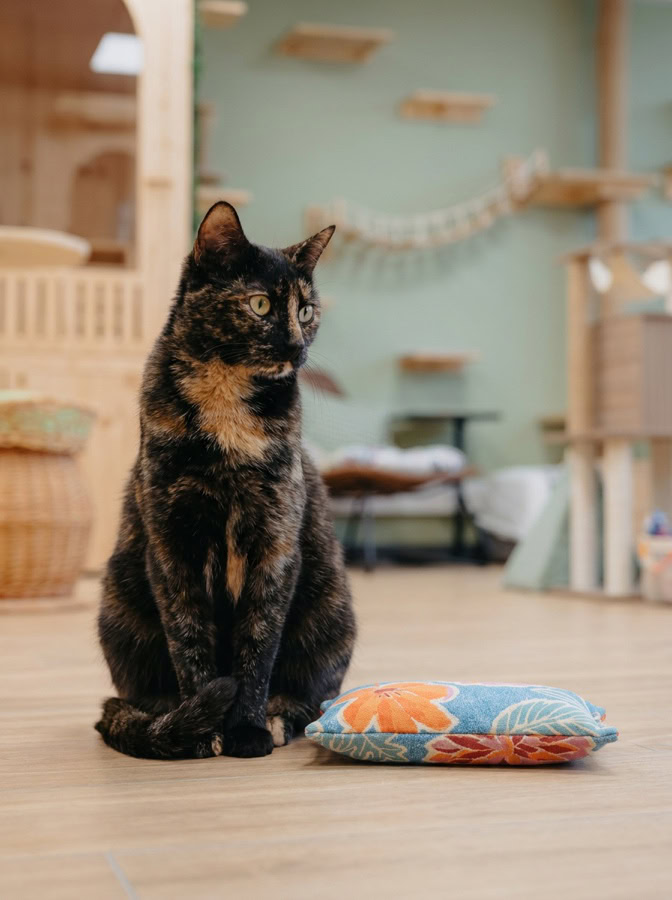 Chat écaille de tortue indifférent à un coussin d'herbe à chat, environ un chat sur trois n'y est pas sensible
