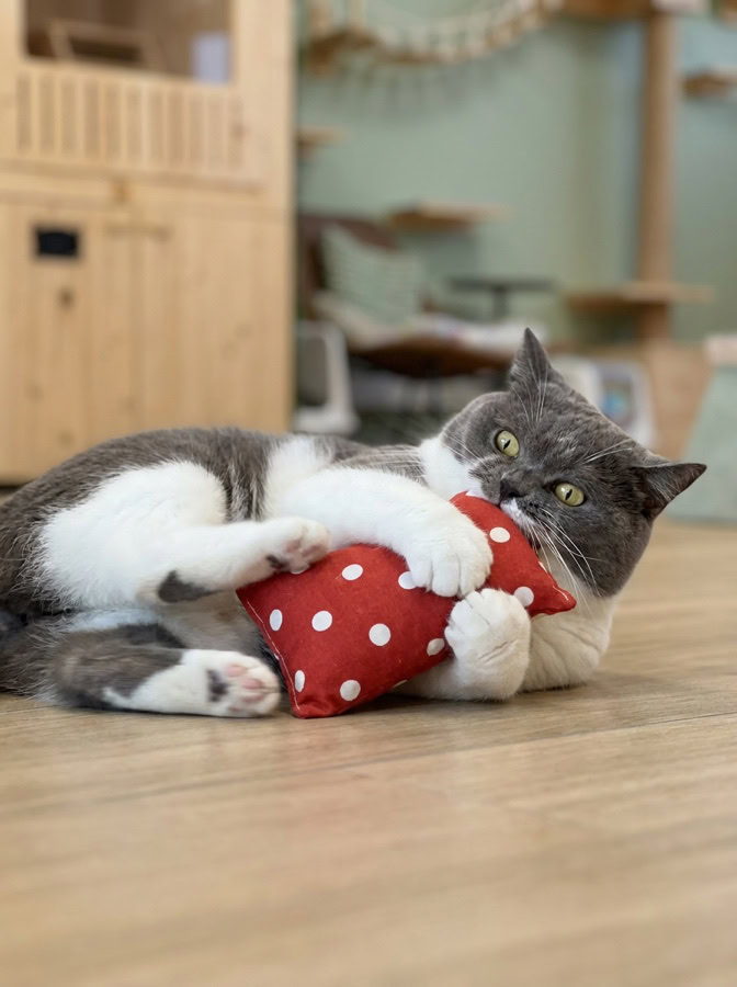 Chat british shorthair qui joue énergiquement en enlaçant un coussin d'herbe à chat Herbacha rouge à pois