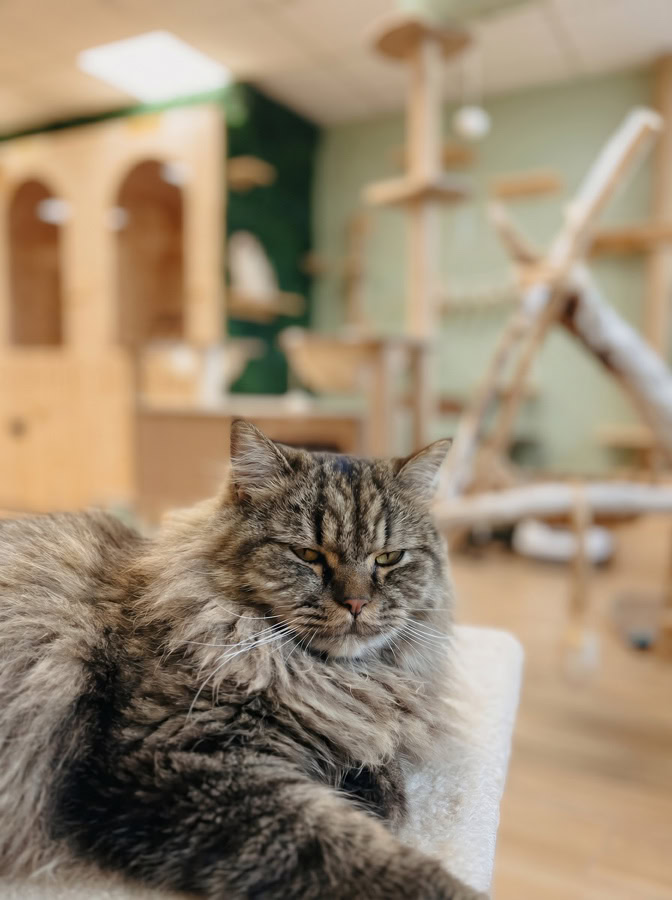 Chat âgé serein et détendu pendant son séjour en pension au Fluffy Cat Hotel