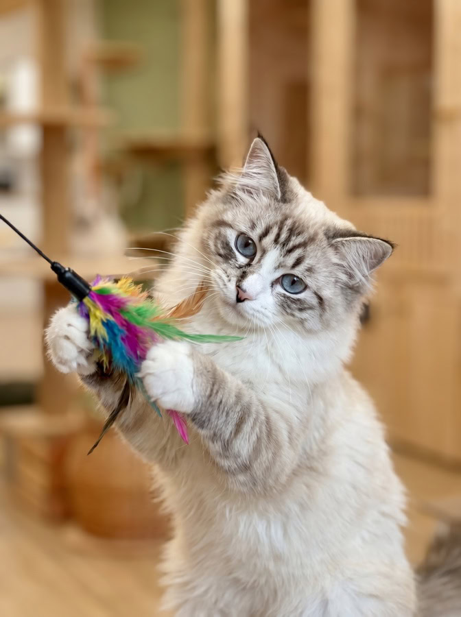 Chaton en plein jeu avec une plume pendant son séjour, la socialisation passe beaucoup par le jeu