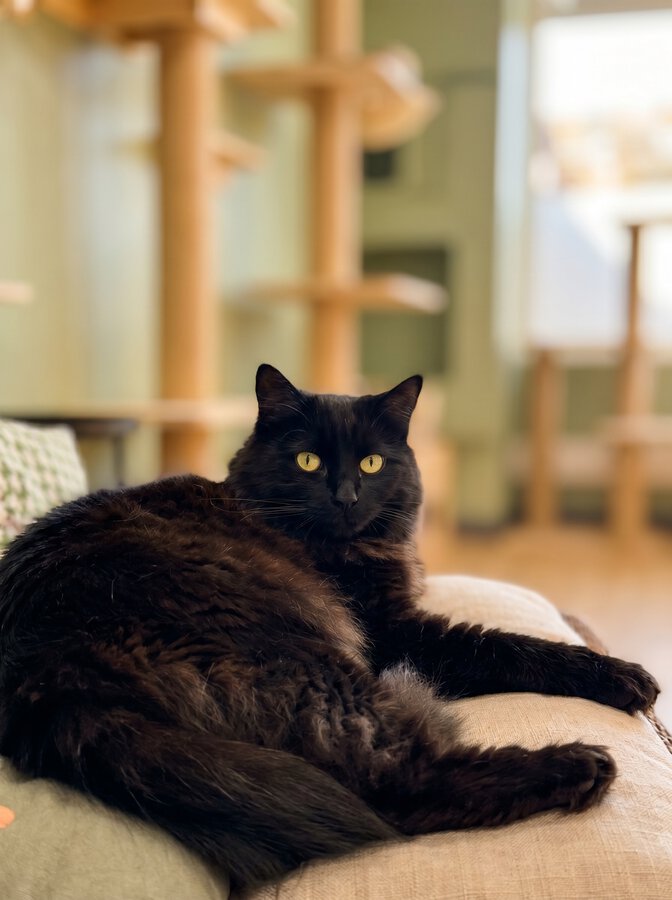 Chat choyé et détendu pendant son séjour à la pension Fluffy Cat Hotel, illustrant la valeur du service