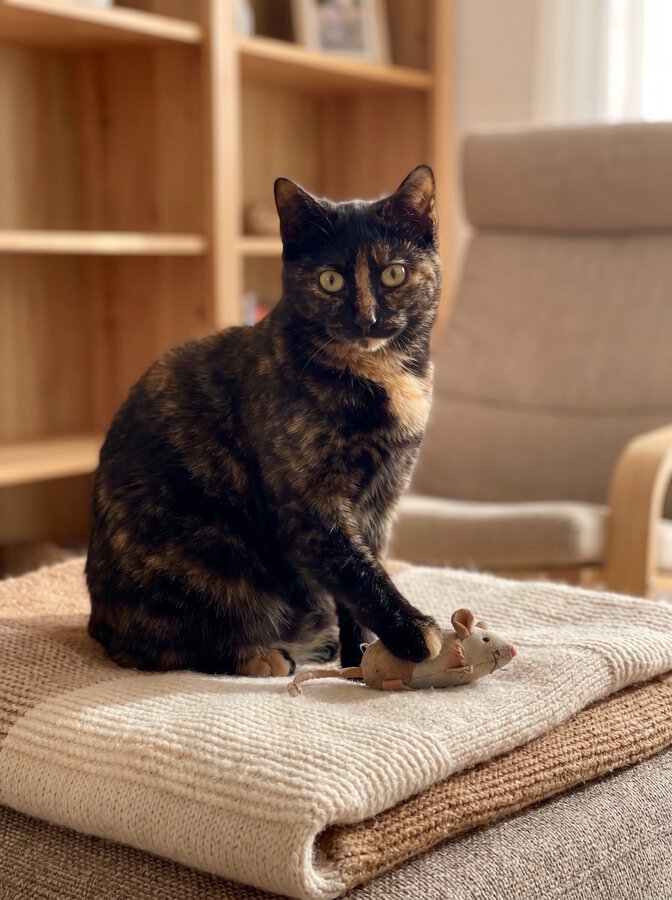 Couverture familière et affaires du chat préparées avant son séjour en pension