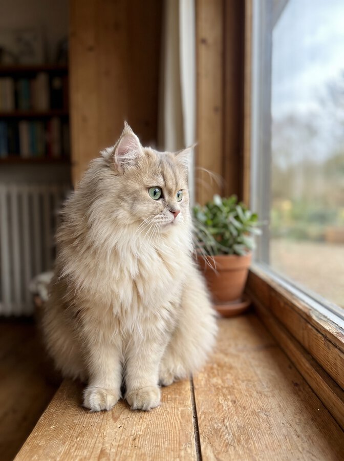 Chat seul regardant par la fenêtre de l'appartement en attendant le passage du cat sitter à domicile