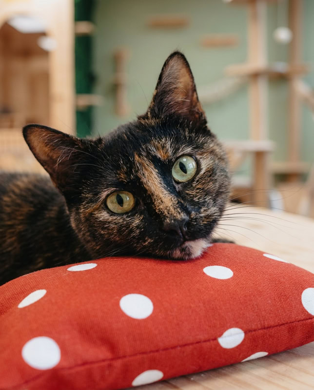 Deux chats qui se partagent le coussin Herbacha floral