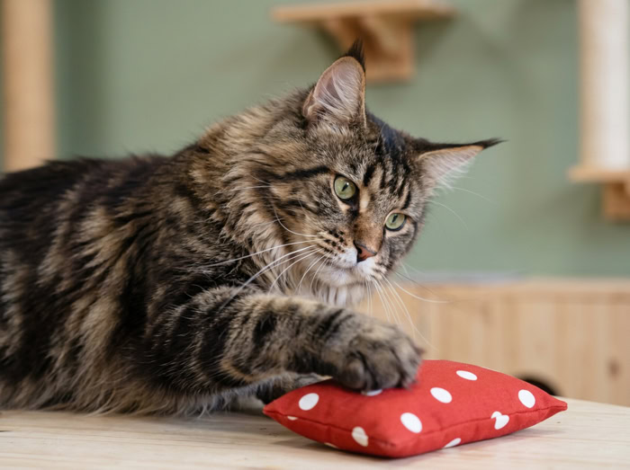 Maine Coon qui tient le coussin Herbacha rouge à pois entre ses pattes