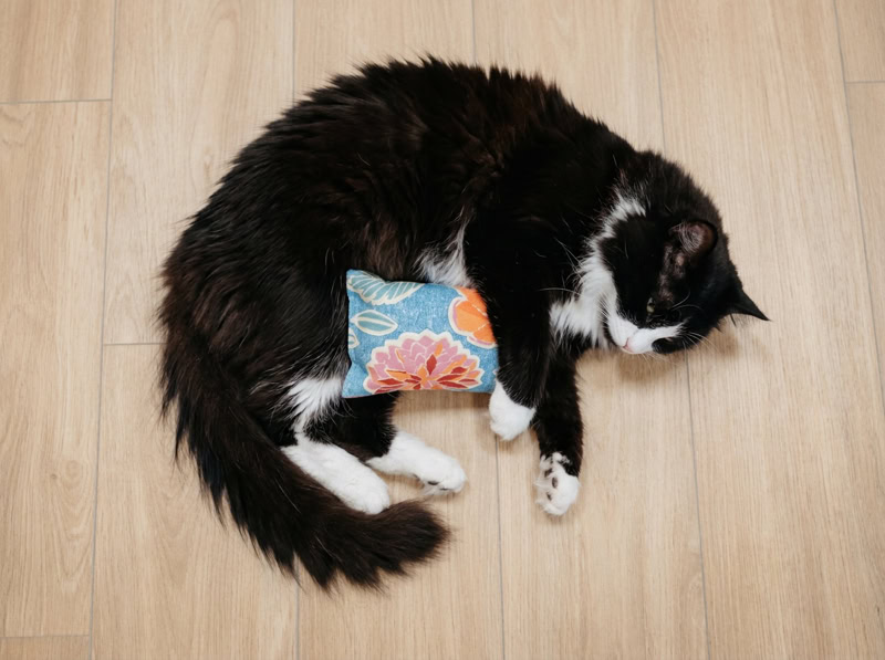 Chat Ragdoll allongé près du coussin Herbacha rouge à pois sur un perchoir