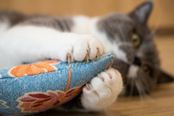 Gros plan sur les pattes d'un chat qui pétrit le coussin Herbacha floral