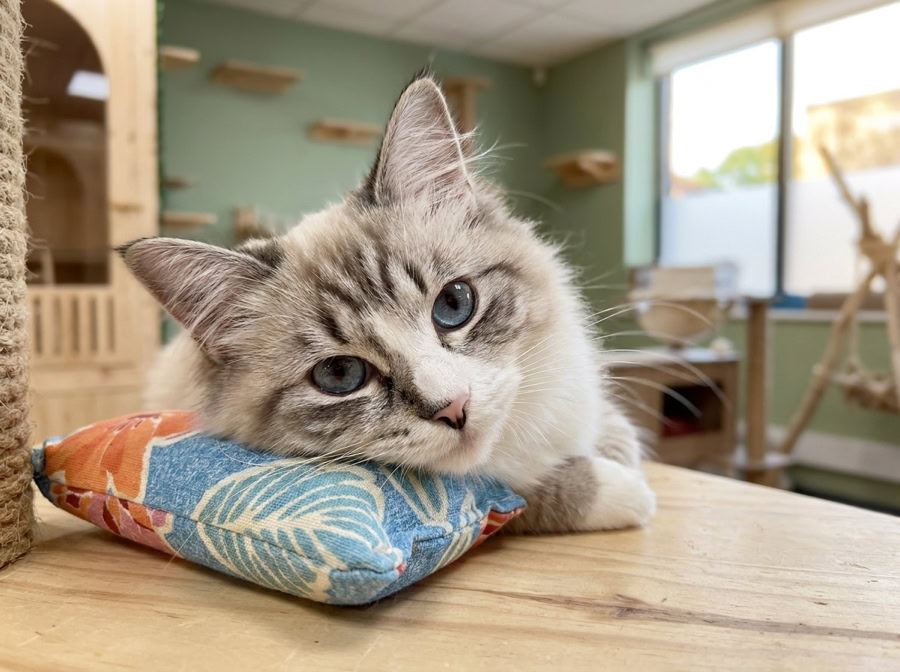 Gros plan sur un Ragdoll qui serre le coussin Herbacha rouge à pois