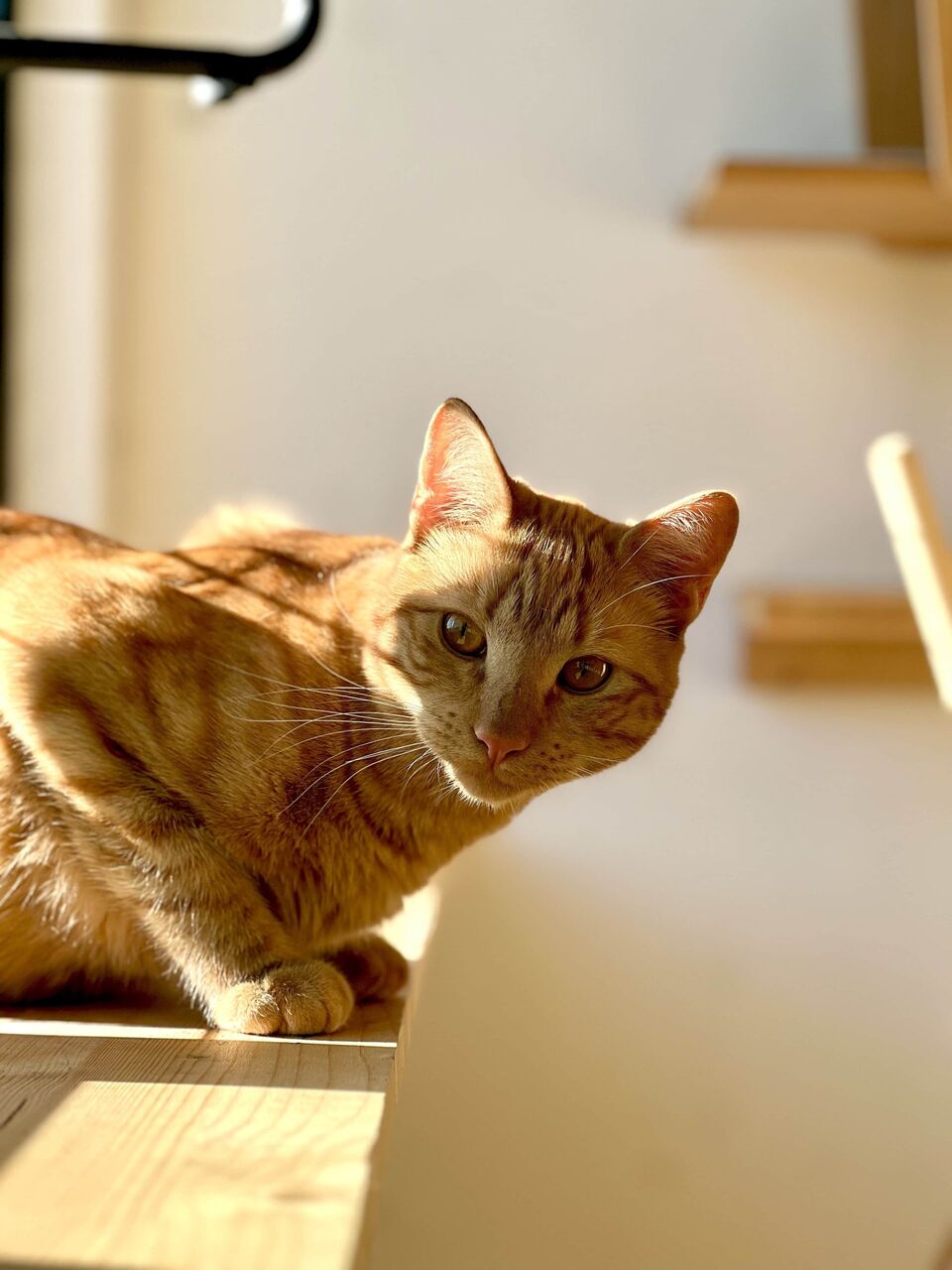 Cat boarding in Biot, shared space at Fluffy Cat Hotel