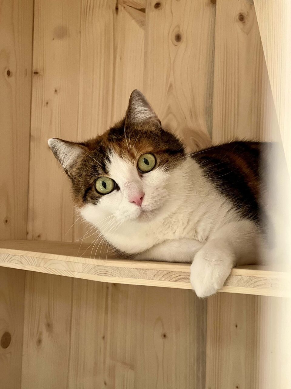 Cat play area at Fluffy Cat Hotel in Biot