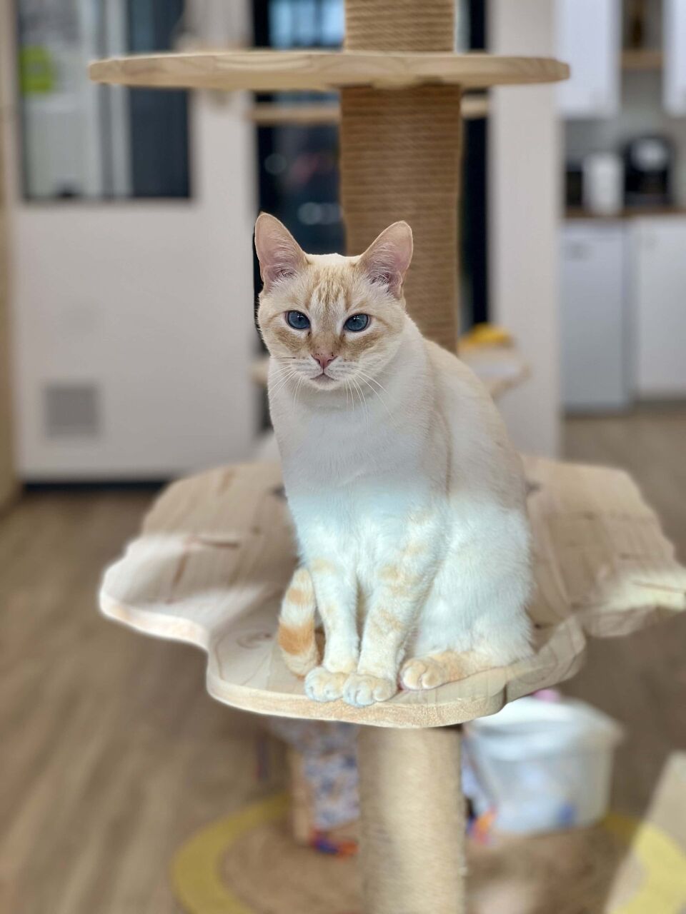 Private cat suite, cat boarding in Biot