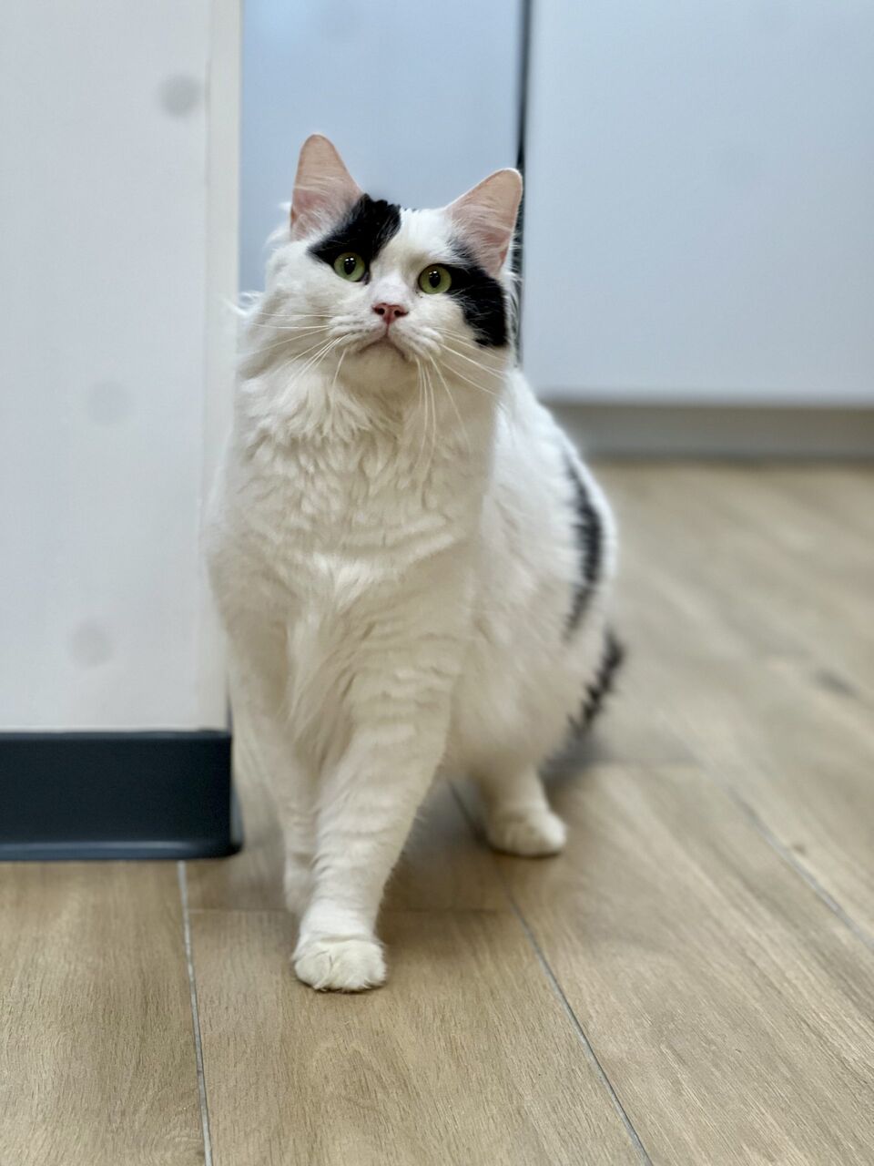 Cat tree and cozy lounging area at Fluffy Cat Hotel