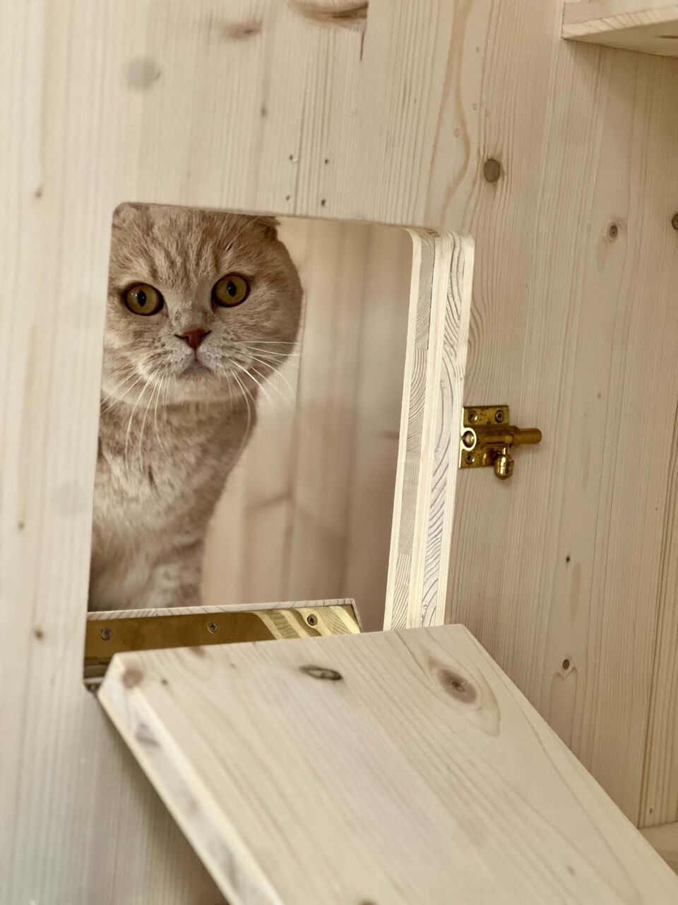 Cat enjoying its stay at the cat hotel in Biot