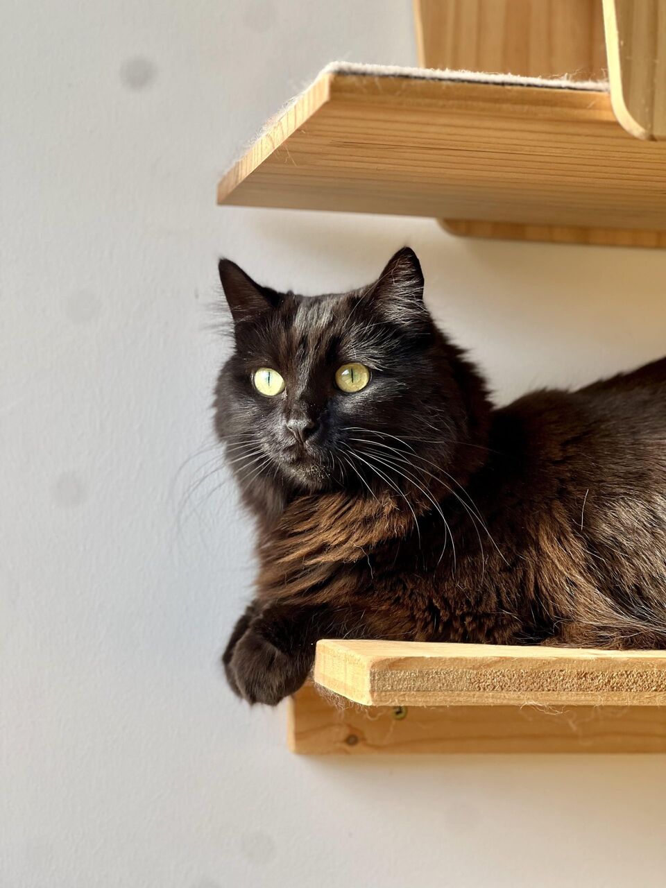French Riviera cat hotel, Fluffy Cat Hotel